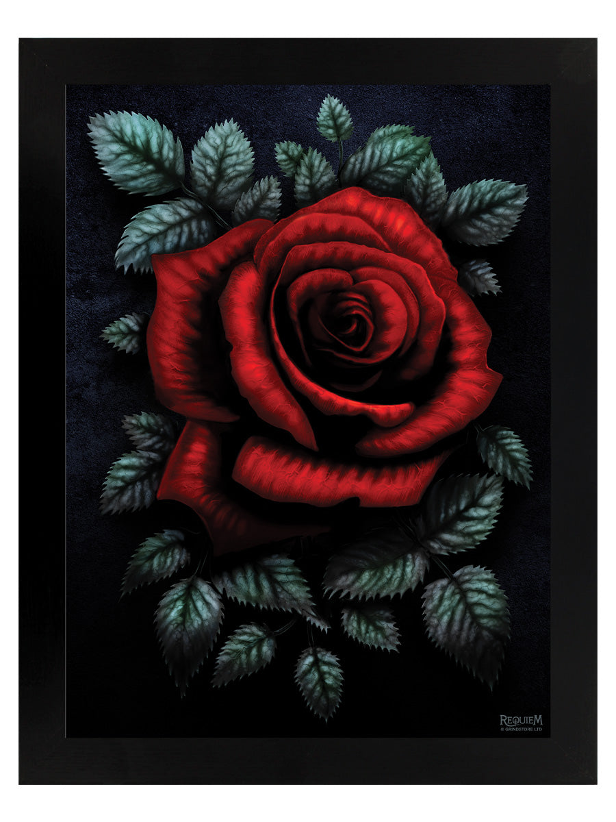 Requiem Collective Cardinal Rose Black Wooden Framed Print
