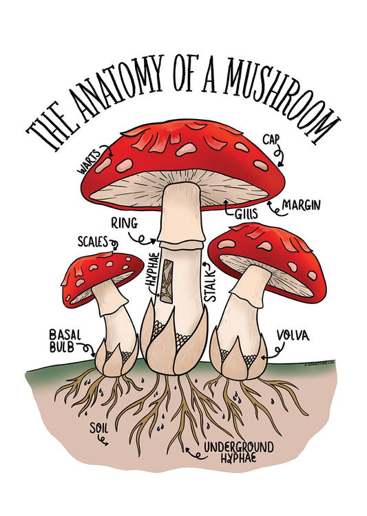 The Anatomy Of A Mushroom Mini Poster