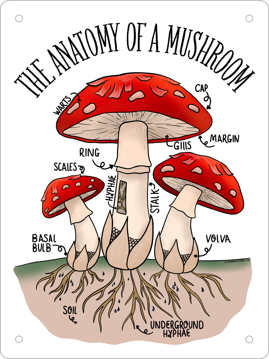 The Anatomy of a Mushroom Mini Tin Sign